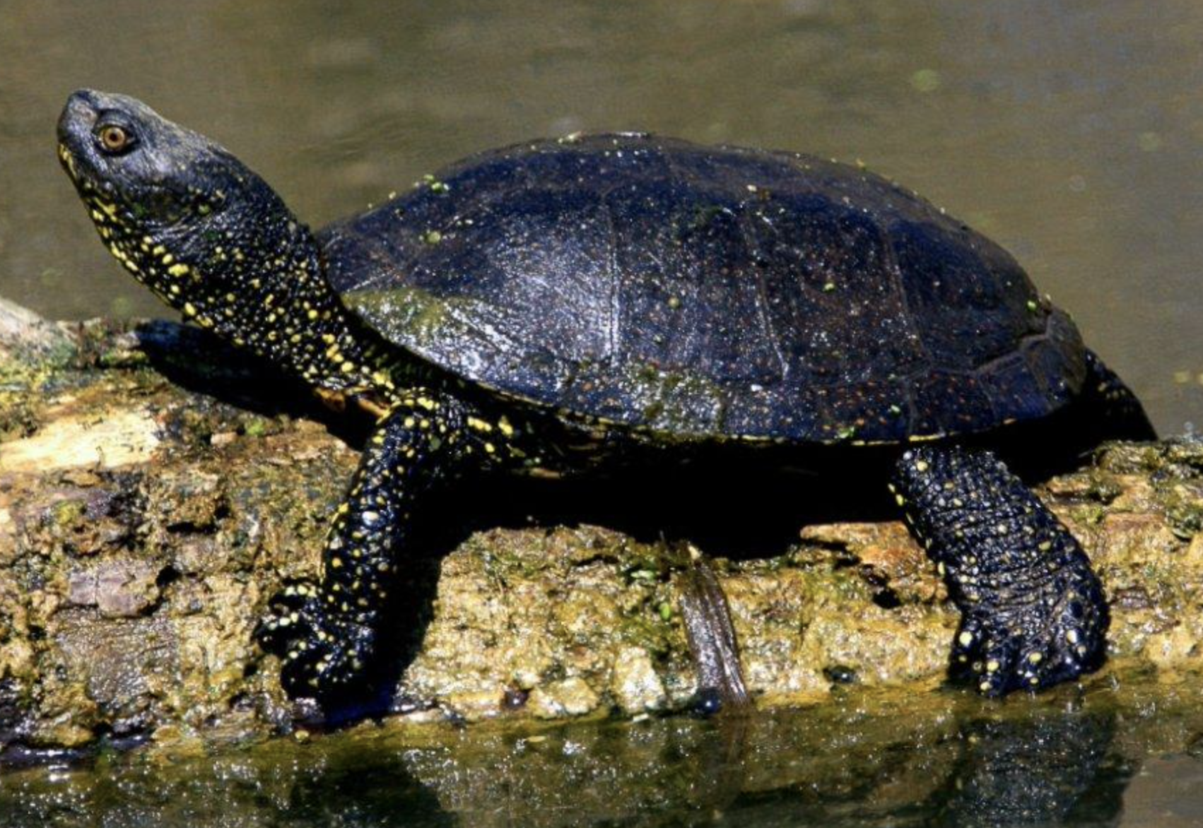 Screenshot 2026-02-08 at 17.50.00