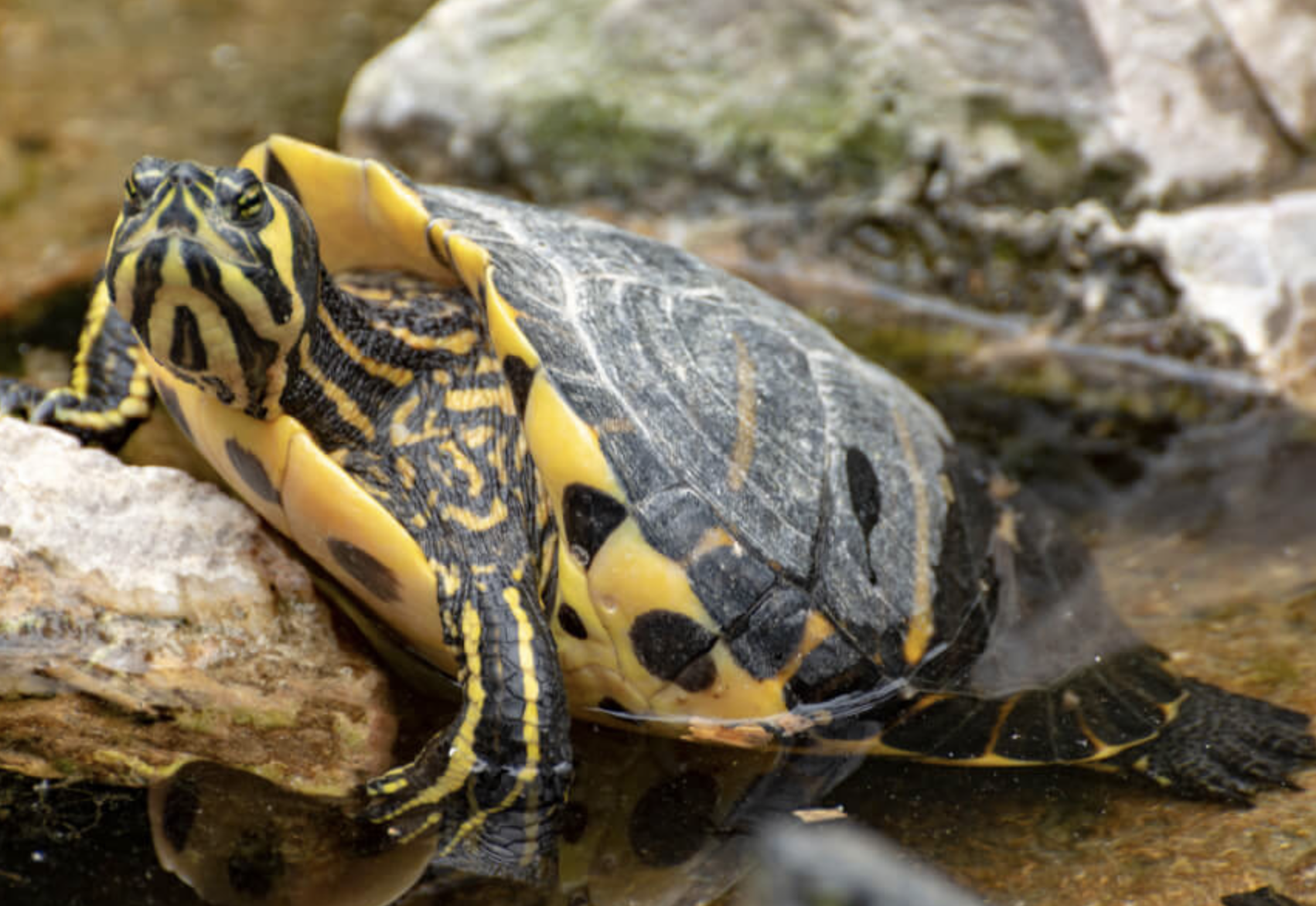 Screenshot 2026-02-08 at 17.50.07